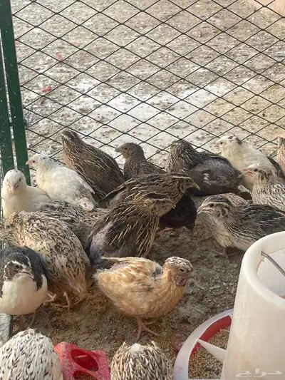 سمان بياض ذكور وإناث حجم جامبو 1