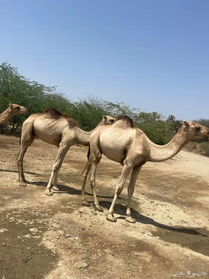 بعران للبيع 0