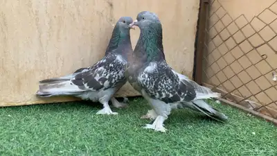 حمام تركي 0