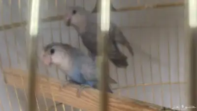 روز 2