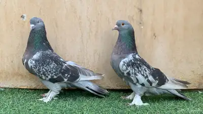 حمام تركي 1