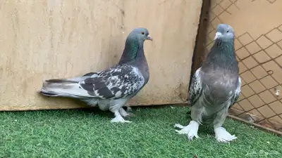 حمام تركي 2
