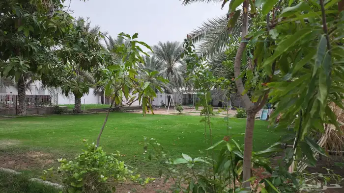 استراحه ومنتجع مبروكه النصيان للإيجار بريده - اللسيب 12