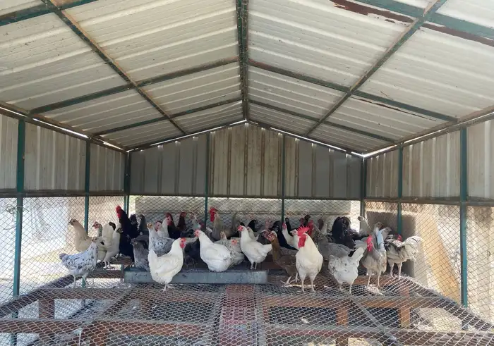 بيض بلدي فاخر وفريد من نوعه توصيل مجاني داخل الحي 14