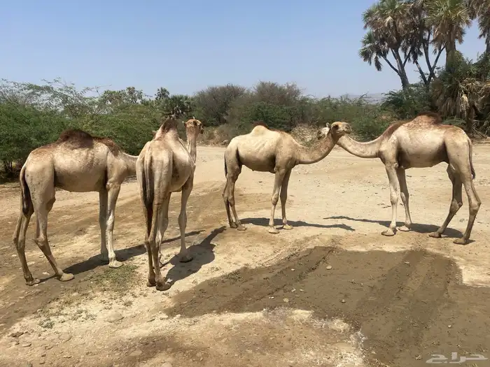 بعران للبيع 1