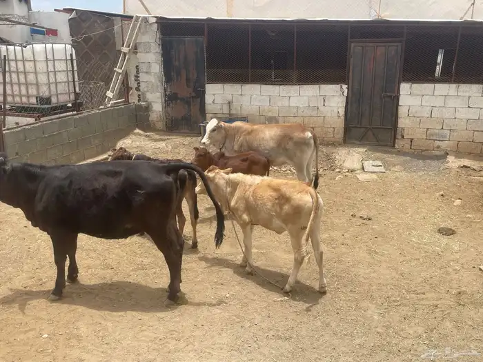 بقر للبيع جمله العدد 8 كبار بفحلها و6 تبع اقبل بدل غنم 2