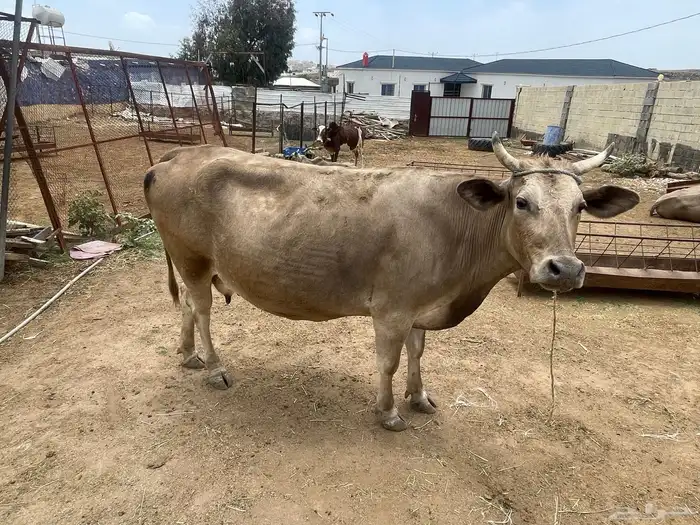 بقر للبيع جمله العدد 8 كبار بفحلها و6 تبع اقبل بدل غنم 4