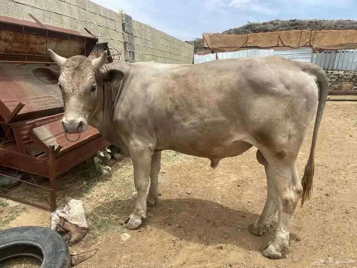 بقر للبيع جمله العدد 8 كبار بفحلها و6 تبع اقبل بدل غنم 6
