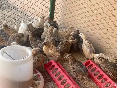 سمان بياض ذكور وإناث حجم جامبو 3
