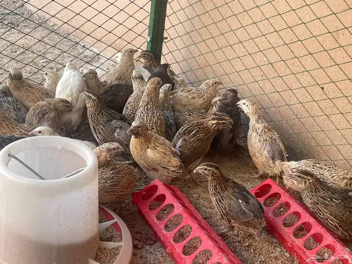 سمان بياض ذكور وإناث حجم جامبو 3