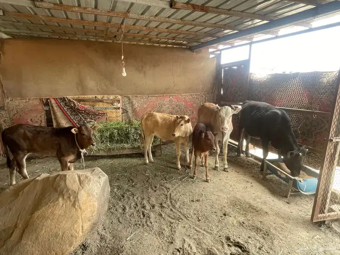 بقر للبيع جمله العدد 8 كبار بفحلها و6 تبع اقبل بدل غنم 3