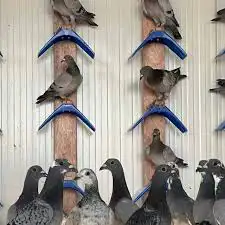 مستلزمات قطط طيور اقفاص حمالي اكل قطط رمل 22