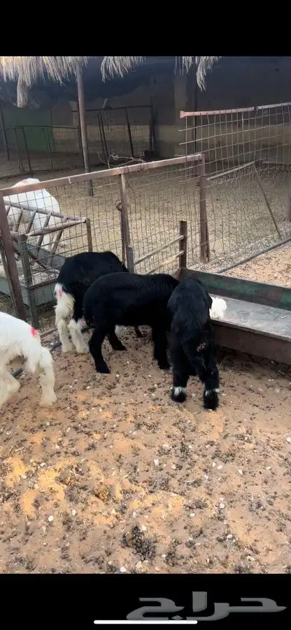 بهم ذبايح لبانيات مايضحي 6