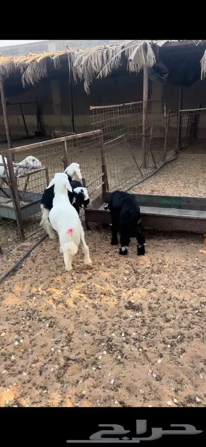 بهم ذبايح لبانيات مايضحي 8