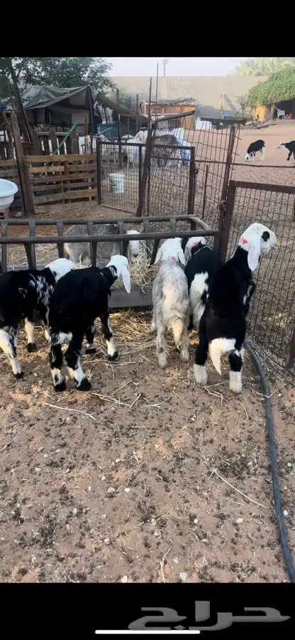 بهم ذبايح لبانيات مايضحي 0