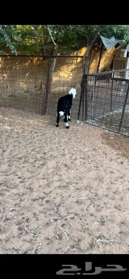 بهم ذبايح لبانيات مايضحي 2