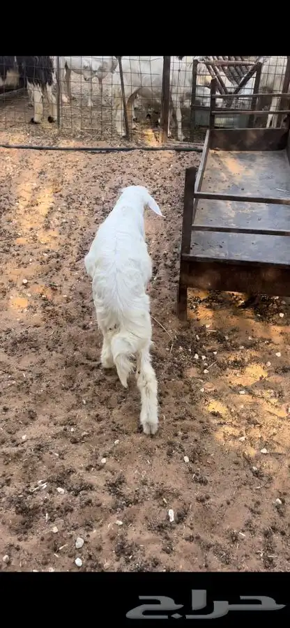 بهم ذبايح لبانيات مايضحي 5