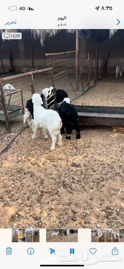 بهم ذبايح لبانيات مايضحي 7