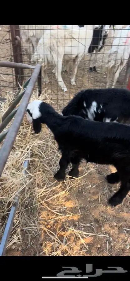 بهم ذبايح لبانيات مايضحي 1