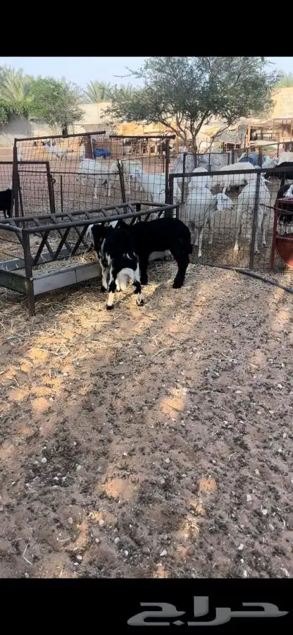 بهم ذبايح لبانيات مايضحي 4