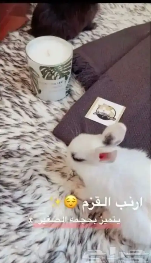 ارنب 2