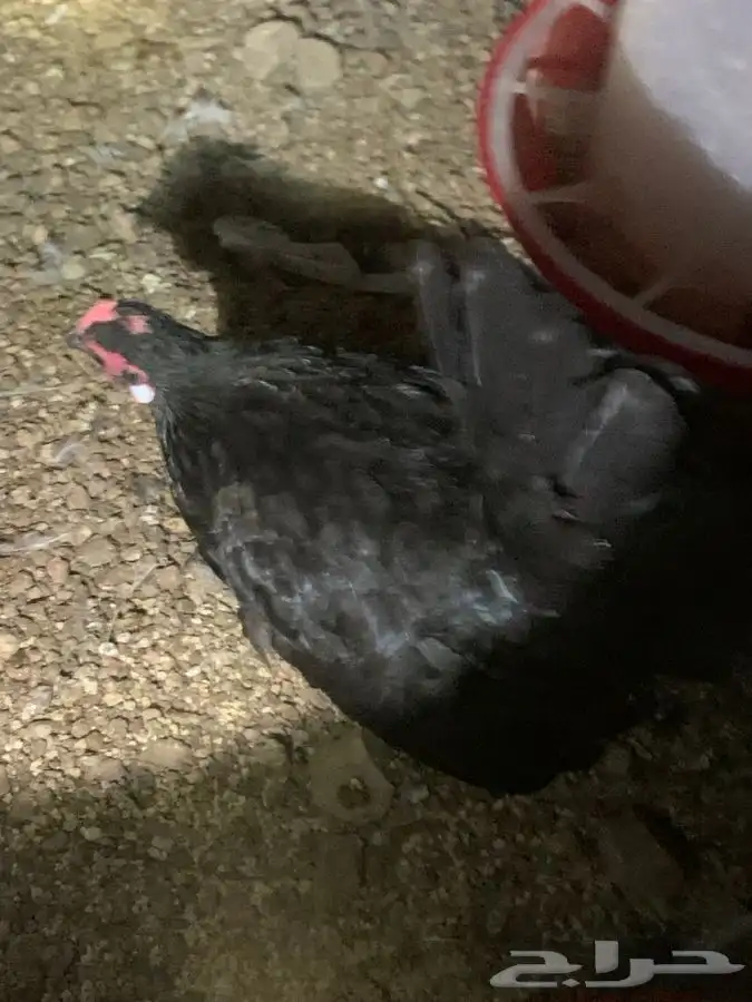 دجاج صيني للبيع 7