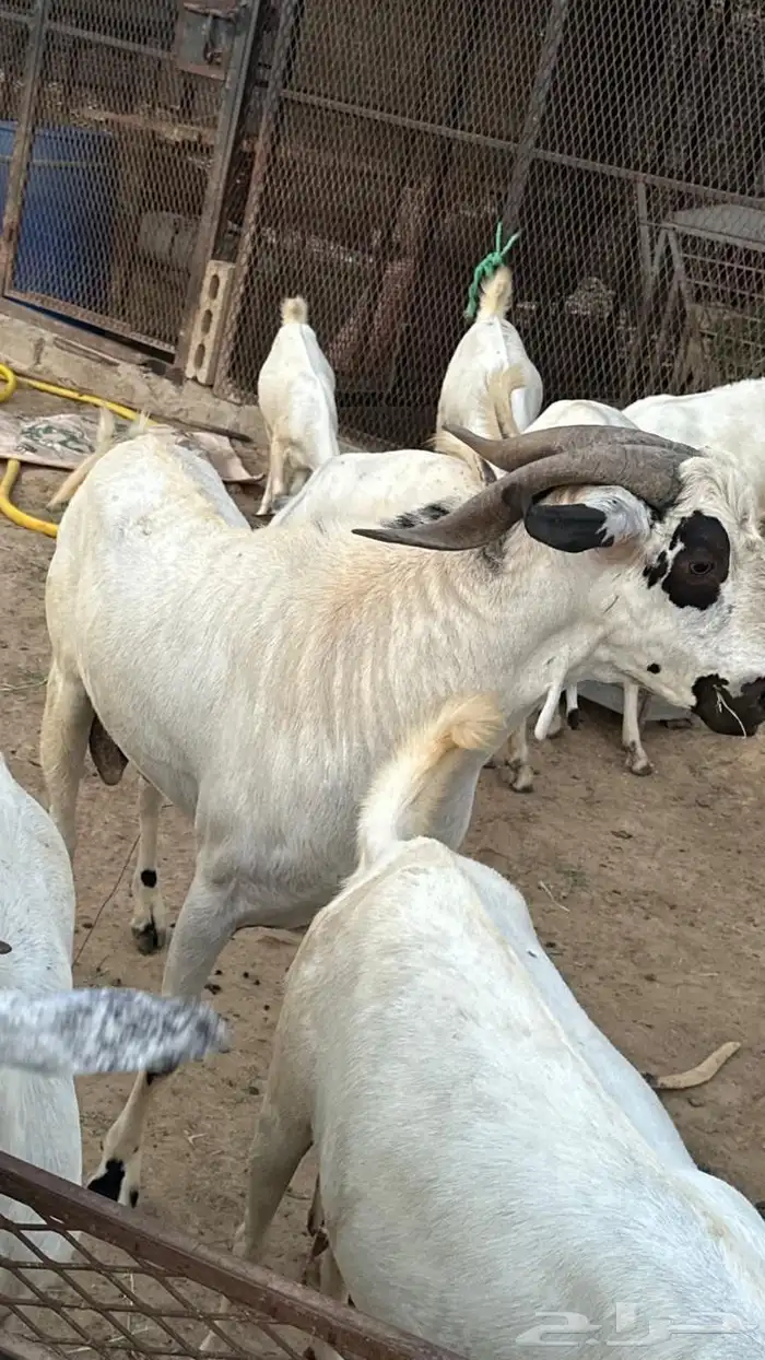 تيس بيشي صنف 1