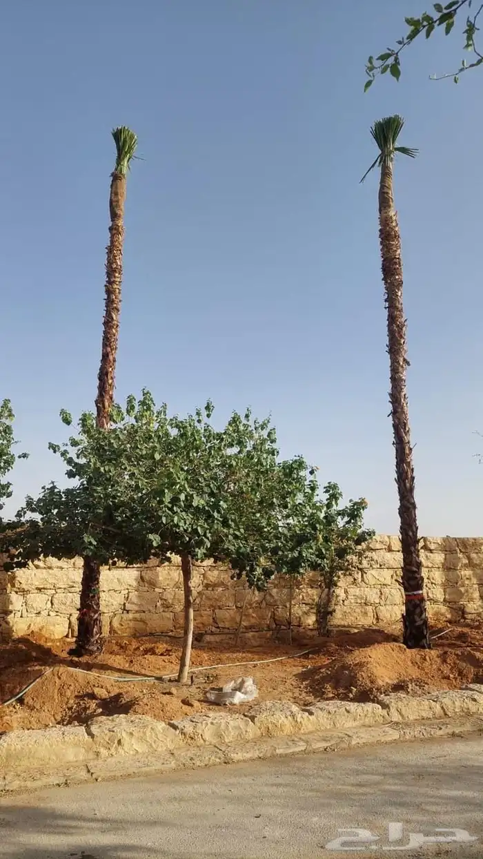 نخل وانشنطونيا 0