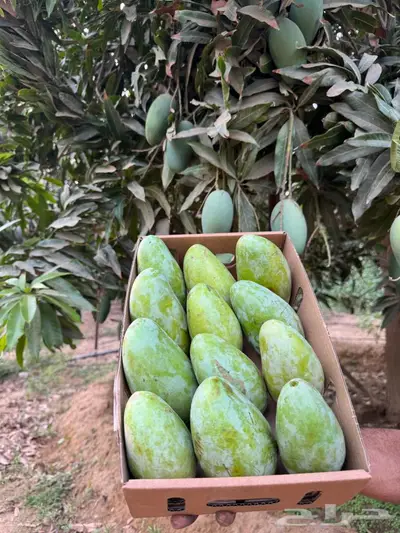 منجه بلدي 0