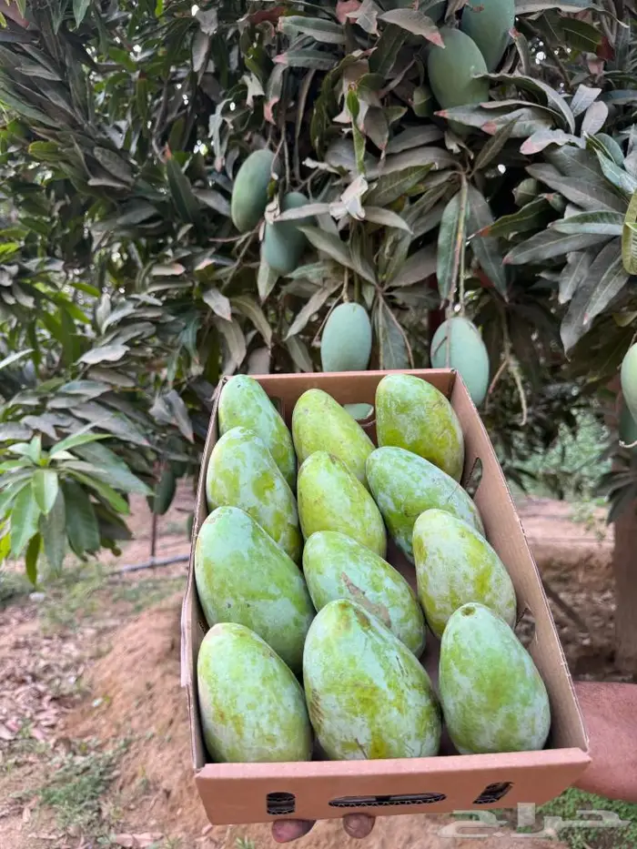 منجه بلدي 0