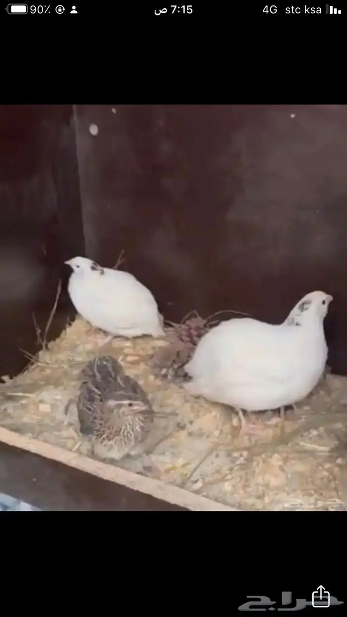 ذكور سمان تكساس 0