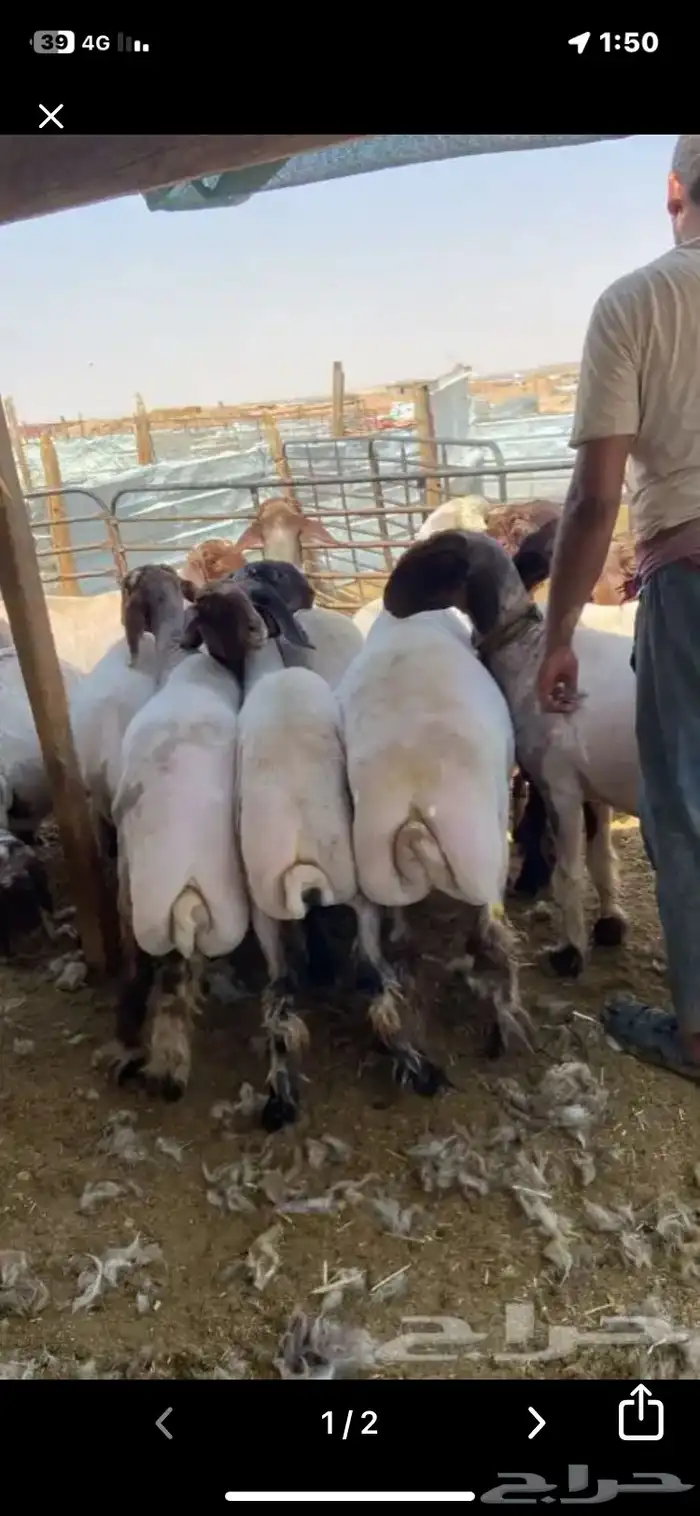 حلاق غنم نعيمي مكنيه 1