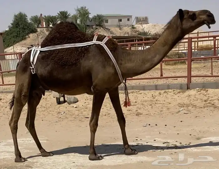 مجهم خلفه هديه منيح ناقه طيبه 0