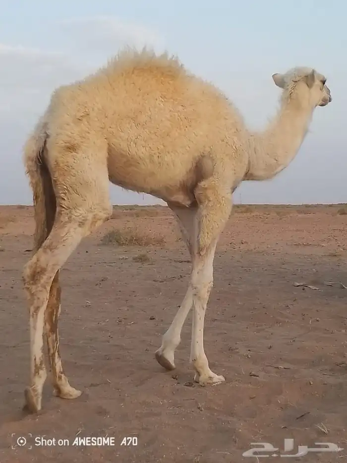 حوار عمره 4 شهور على حليب أمه 0