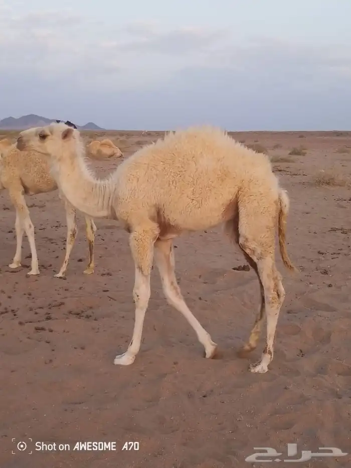 حوار عمره 4 شهور على حليب أمه 2