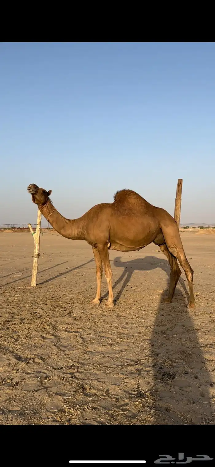 لقحه ساحليه حمراء جرم 0