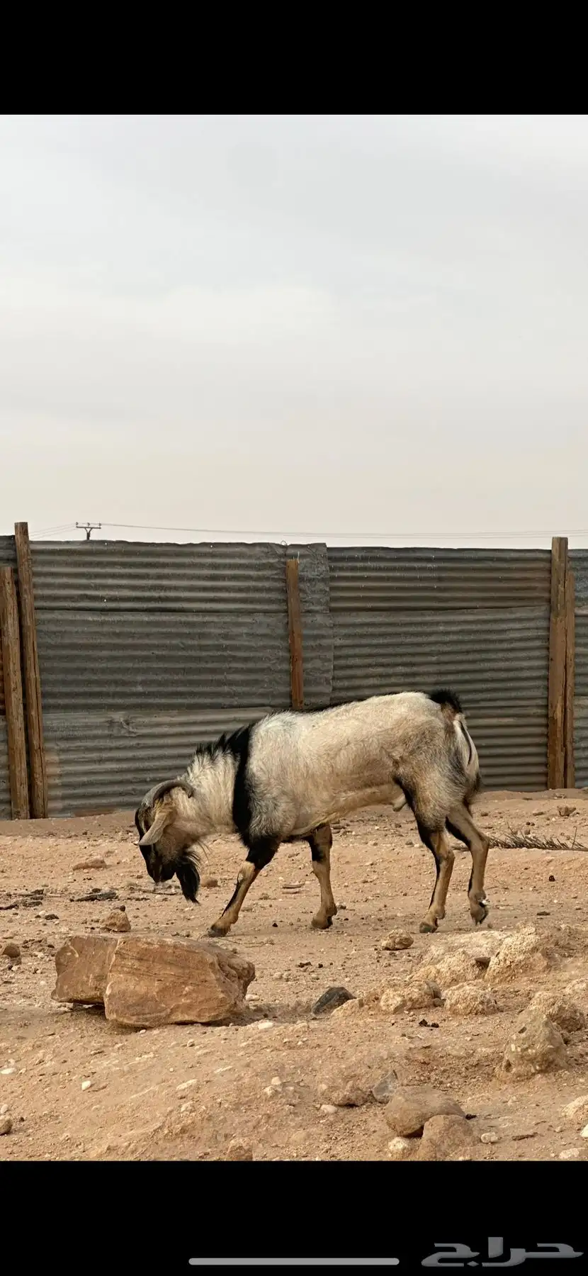 فحل لون الصيد 1
