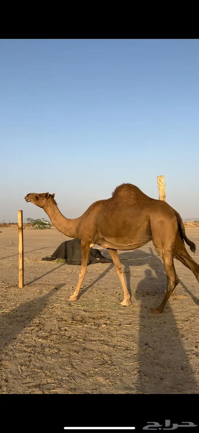 لقحه ساحليه حمراء جرم 4