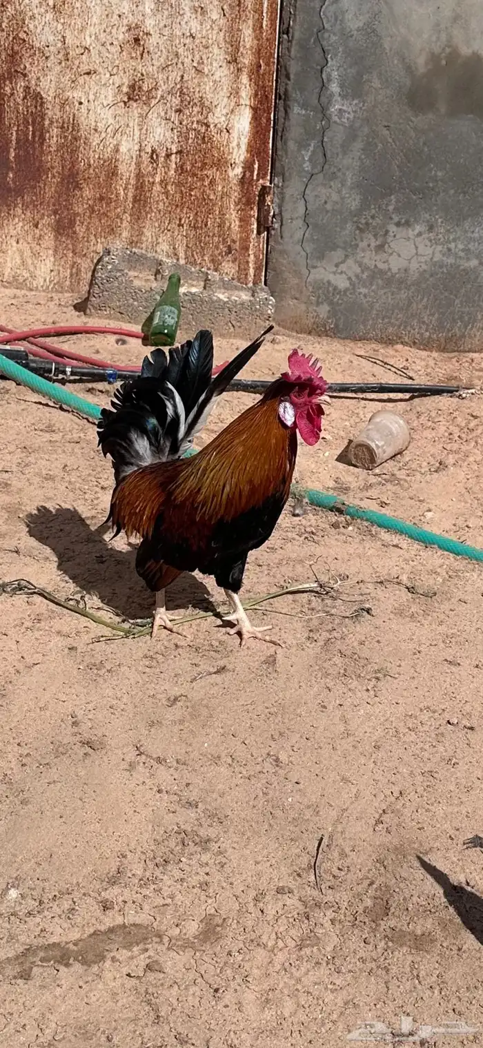 ديك حبيشي منتج 0