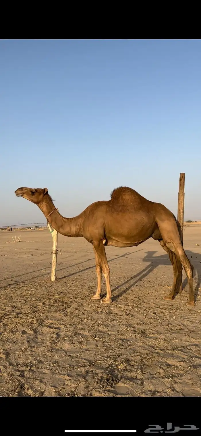 لقحه ساحليه حمراء جرم 1