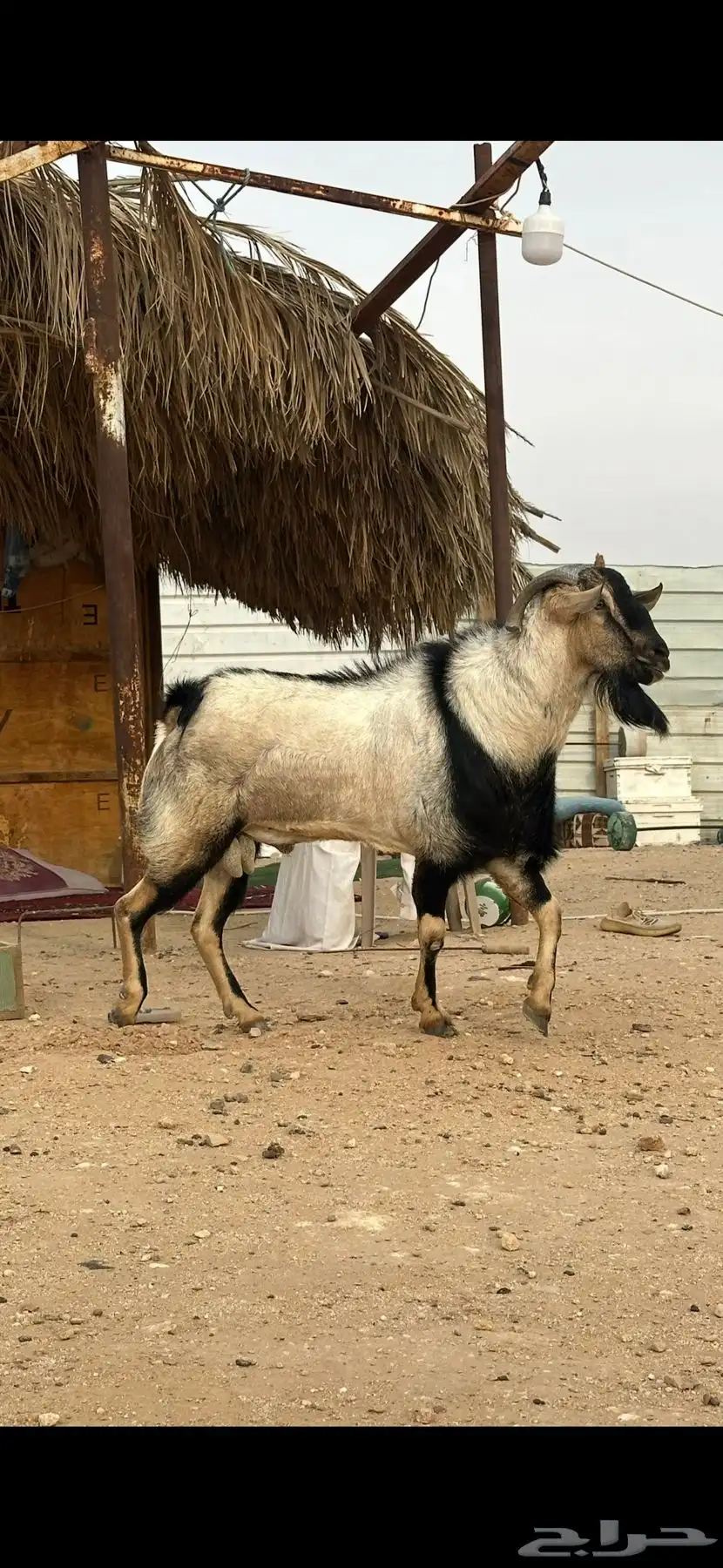 فحل لون الصيد 2