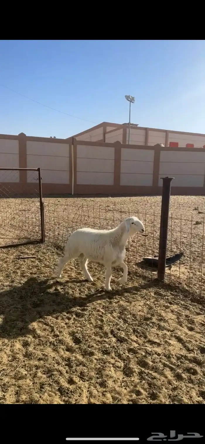 تم البيع 0