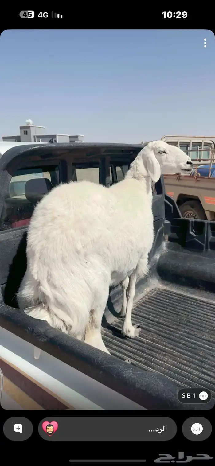 نعجه حايل 0
