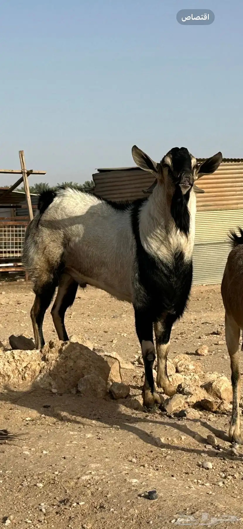 فحل لون الصيد 0