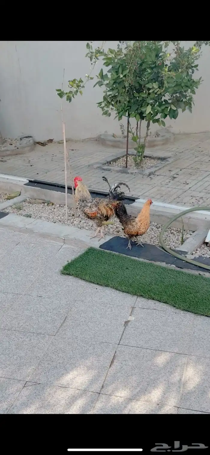 دجاجه و ديك 1