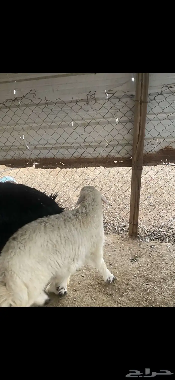 خروف حري عمر 3 شهور ونص 1