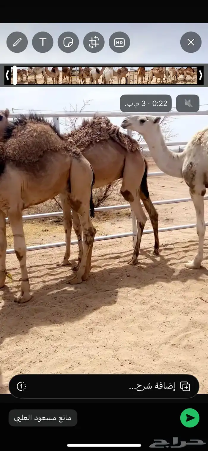 حشوان مبادي ومناسبات شي فاخر 2