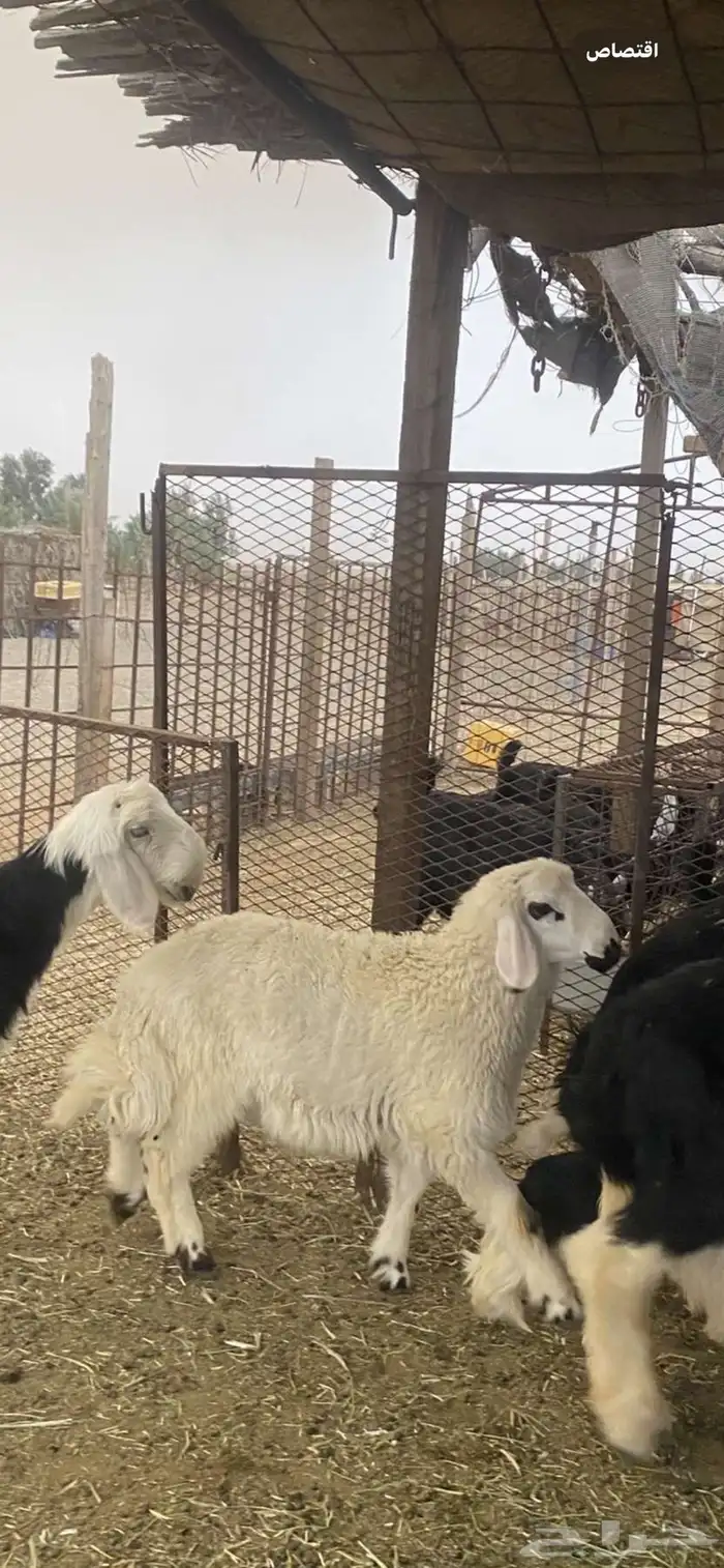 خروف حري عمر 3 شهور ونص 0
