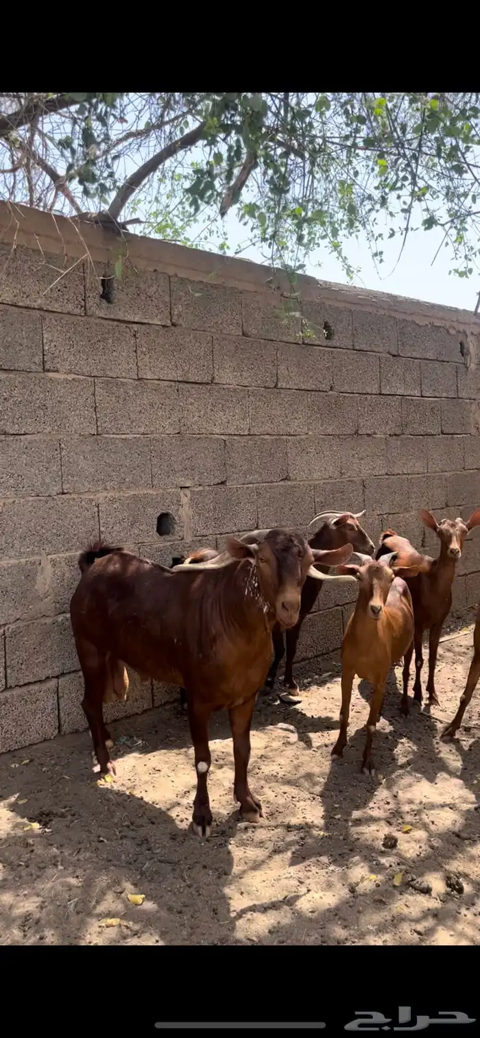 تيس فحل ادهم اوشح ( تم البيع 4