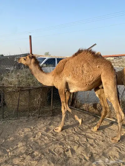 تم البيع حاشي للبيع الموقع الجبيل 1